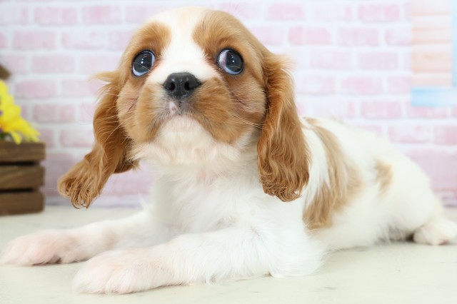 広島県のキャバリアキングチャールズスパニエル (Coo&RIKU東広島店/2025年12月6日生まれ/女の子/ブレンハイム)の子犬の3枚目の画像