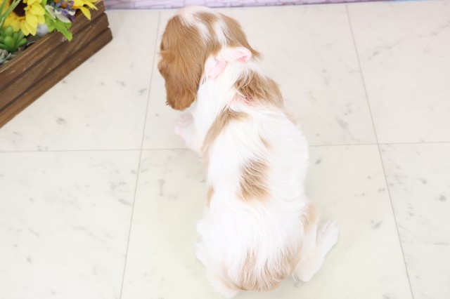 広島県のキャバリアキングチャールズスパニエル (Coo&RIKU東広島店/2025年12月6日生まれ/女の子/ブレンハイム)の子犬の4枚目の画像