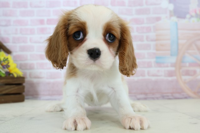 鳥取県のキャバリアキングチャールズスパニエル (Coo&RIKUラ・ムー鳥取東店/2025年12月6日生まれ/女の子/ブレンハイム)の子犬の1枚目の画像