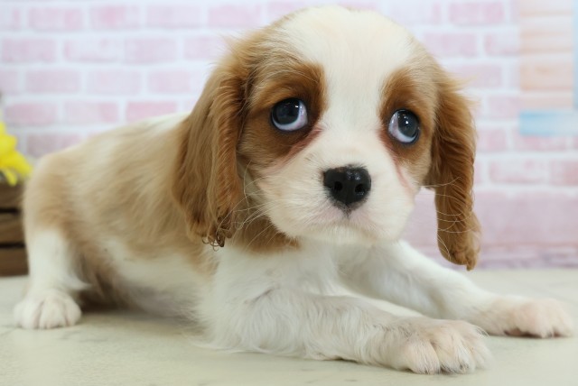 鳥取県のキャバリアキングチャールズスパニエル (Coo&RIKUラ・ムー鳥取東店/2025年12月6日生まれ/女の子/ブレンハイム)の子犬の2枚目の画像