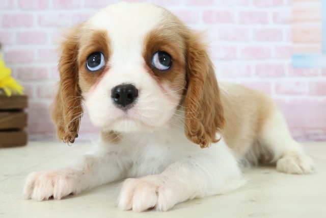 鳥取県のキャバリアキングチャールズスパニエル (Coo&RIKUラ・ムー鳥取東店/2025年12月6日生まれ/女の子/ブレンハイム)の子犬の3枚目の画像