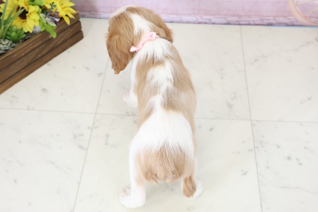 鳥取県のキャバリアキングチャールズスパニエル (Coo&RIKUラ・ムー鳥取東店/2025年12月6日生まれ/女の子/ブレンハイム)の子犬の4枚目の画像