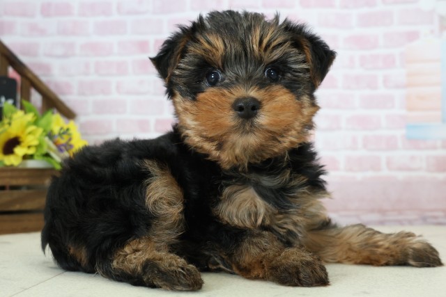 山口県のヨークシャーテリア (Coo&RIKUサンパークあじす店/2025年12月7日生まれ/女の子/スチールブルータン)の子犬の2枚目の画像