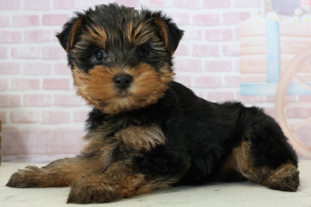 山口県のヨークシャーテリア (Coo&RIKUサンパークあじす店/2025年12月7日生まれ/女の子/スチールブルータン)の子犬の3枚目の画像