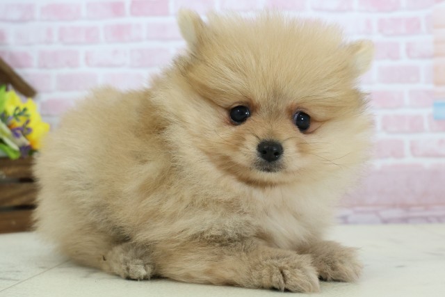 山口県のポメラニアン (Coo&RIKUシーモール下関店/2025年12月7日生まれ/女の子/オレンジ)の子犬の2枚目の画像