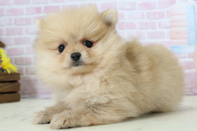 山口県のポメラニアン (Coo&RIKUシーモール下関店/2025年12月7日生まれ/女の子/オレンジ)の子犬の3枚目の画像