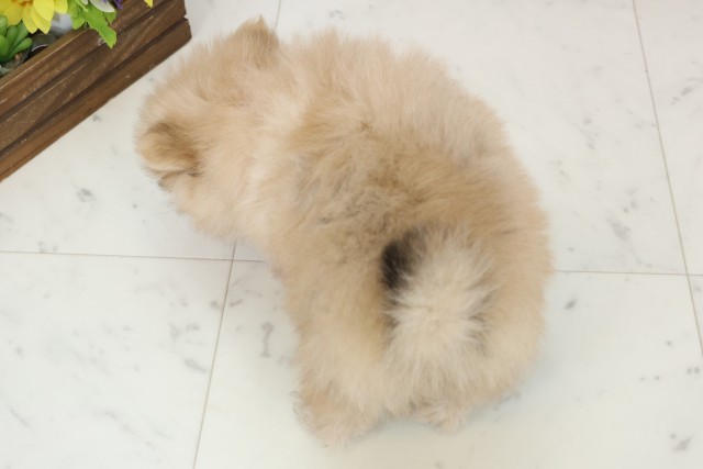 山口県のポメラニアン (Coo&RIKUシーモール下関店/2025年12月7日生まれ/女の子/オレンジ)の子犬の4枚目の画像