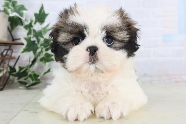 愛媛県のシーズー (Coo&RIKUイオンタウン川之江店/2025年12月3日生まれ/女の子/ホワイトゴールド)の子犬