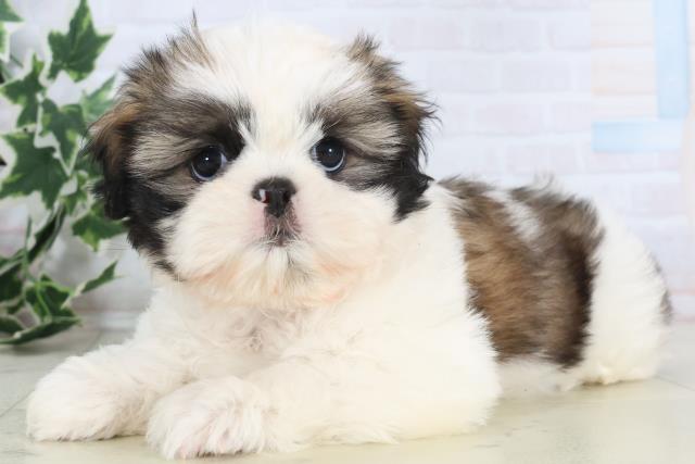 愛媛県のシーズー (Coo&RIKUイオンタウン川之江店/2025年12月3日生まれ/女の子/ホワイトゴールド)の子犬の3枚目の画像