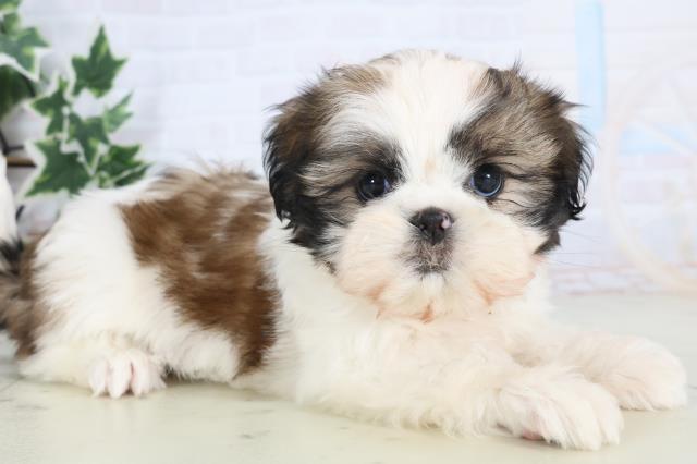 福岡県のシーズー (Coo&RIKU福岡古賀店/2025年12月3日生まれ/女の子/ホワイトゴールド)の子犬の2枚目の画像