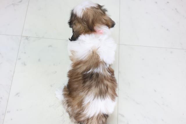 福岡県のシーズー (Coo&RIKU福岡古賀店/2025年12月3日生まれ/女の子/ホワイトゴールド)の子犬の4枚目の画像