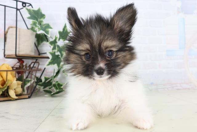 愛媛県のパピヨン (Coo&RIKUイオンタウン川之江店/2025年12月3日生まれ/男の子/トライカラー)の子犬