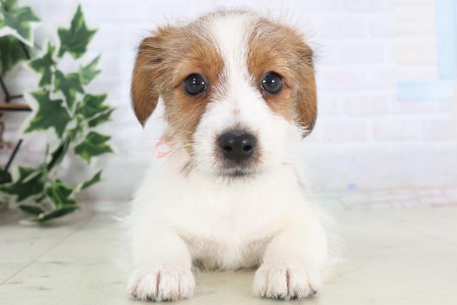 佐賀県のジャックラッセルテリア (Coo&RIKU佐賀神埼店/2025年12月4日生まれ/女の子/タンホワイト)の子犬の1枚目の画像