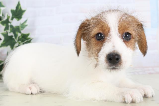 佐賀県のジャックラッセルテリア (Coo&RIKU佐賀神埼店/2025年12月4日生まれ/女の子/タンホワイト)の子犬の2枚目の画像