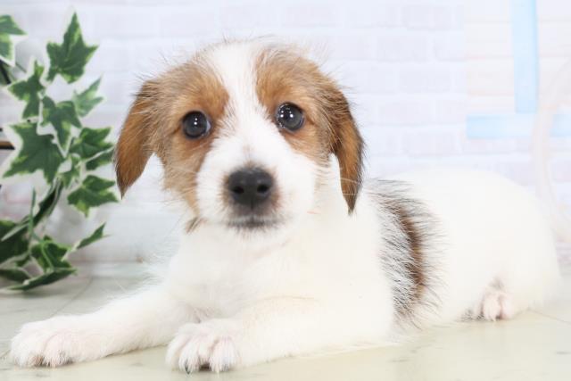 佐賀県のジャックラッセルテリア (Coo&RIKU佐賀神埼店/2025年12月4日生まれ/女の子/タンホワイト)の子犬の3枚目の画像