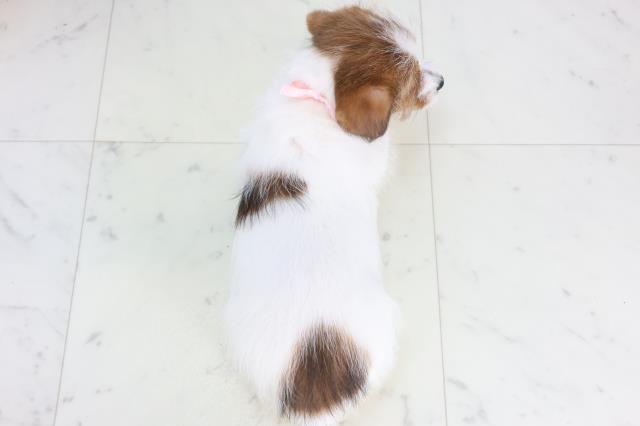 佐賀県のジャックラッセルテリア (Coo&RIKU佐賀神埼店/2025年12月4日生まれ/女の子/タンホワイト)の子犬の4枚目の画像