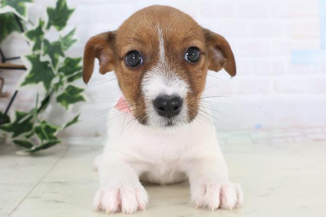 愛媛県のジャックラッセルテリア (Coo&RIKU大洲店/2025年12月4日生まれ/女の子/タンホワイト)の子犬