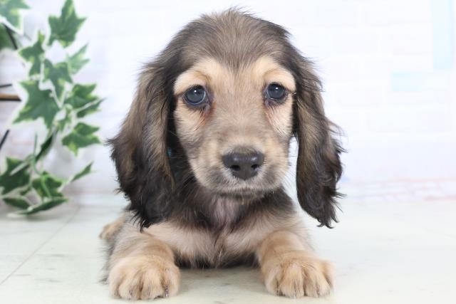 広島県のミニチュアダックスフンド(ロング) (Coo&RIKU東広島店/2025年12月6日生まれ/男の子/シェーデットイエロー)の子犬の1枚目の画像