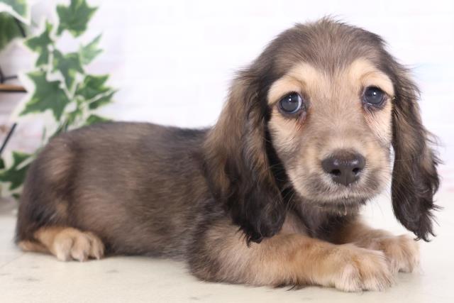 広島県のミニチュアダックスフンド(ロング) (Coo&RIKU東広島店/2025年12月6日生まれ/男の子/シェーデットイエロー)の子犬の2枚目の画像