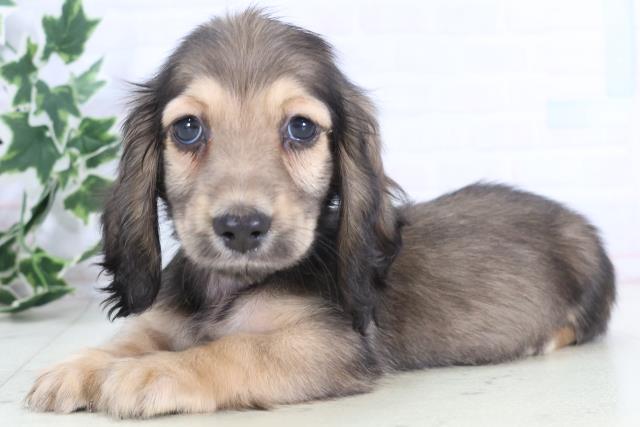 広島県のミニチュアダックスフンド(ロング) (Coo&RIKU東広島店/2025年12月6日生まれ/男の子/シェーデットイエロー)の子犬の3枚目の画像