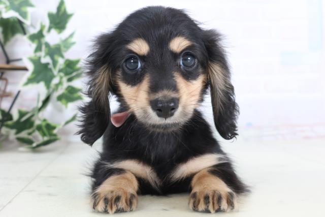 長崎県のミニチュアダックスフンド(ロング) (Coo&RIKU長崎浜町店/2025年12月6日生まれ/女の子/ブラックイエロー)の子犬の1枚目の画像