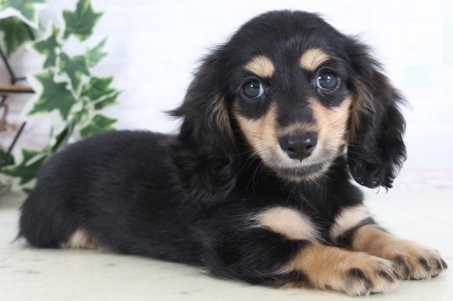 長崎県のミニチュアダックスフンド(ロング) (Coo&RIKU長崎浜町店/2025年12月6日生まれ/女の子/ブラックイエロー)の子犬の2枚目の画像