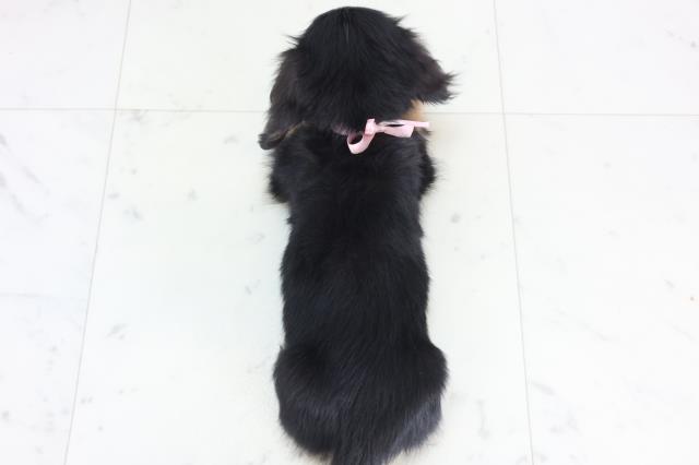 長崎県のミニチュアダックスフンド(ロング) (Coo&RIKU長崎浜町店/2025年12月6日生まれ/女の子/ブラックイエロー)の子犬の4枚目の画像