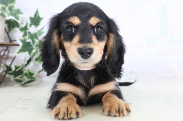 大分県のミニチュアダックスフンド(ロング) (Coo&RIKU大分店/2025年12月6日生まれ/女の子/ブラックイエロー)の子犬の1枚目の画像