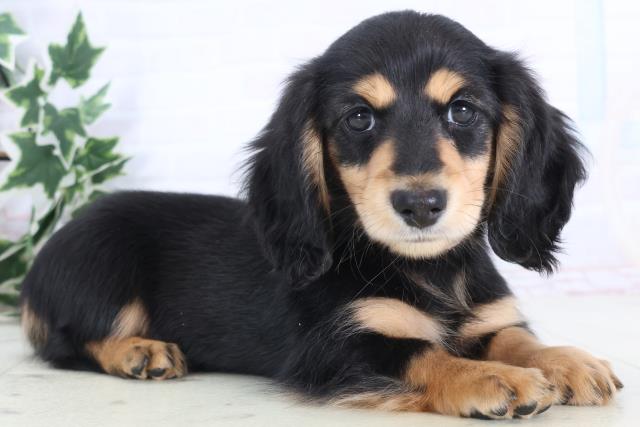 大分県のミニチュアダックスフンド(ロング) (Coo&RIKU大分店/2025年12月6日生まれ/女の子/ブラックイエロー)の子犬の2枚目の画像