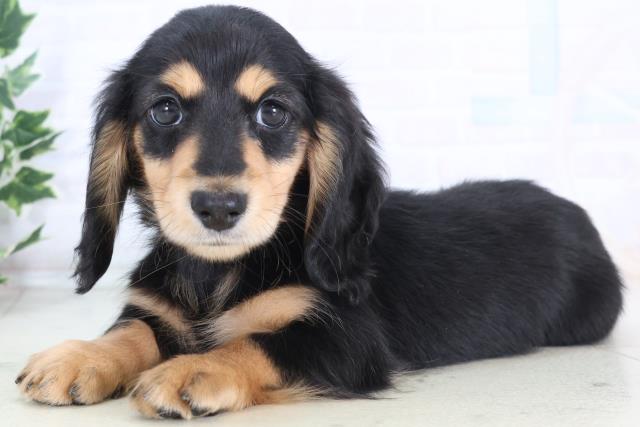 大分県のミニチュアダックスフンド(ロング) (Coo&RIKU大分店/2025年12月6日生まれ/女の子/ブラックイエロー)の子犬の3枚目の画像