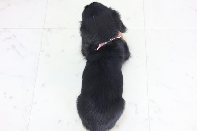 大分県のミニチュアダックスフンド(ロング) (Coo&RIKU大分店/2025年12月6日生まれ/女の子/ブラックイエロー)の子犬の4枚目の画像