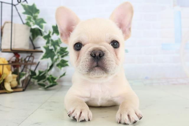 香川県のフレンチブルドッグ (Coo&RIKU高松上福岡店/2025年12月6日生まれ/男の子/クリーム)の子犬の1枚目の画像