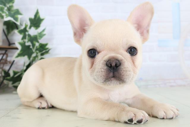 香川県のフレンチブルドッグ (Coo&RIKU高松上福岡店/2025年12月6日生まれ/男の子/クリーム)の子犬の2枚目の画像