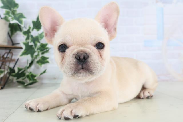 香川県のフレンチブルドッグ (Coo&RIKU高松上福岡店/2025年12月6日生まれ/男の子/クリーム)の子犬の3枚目の画像