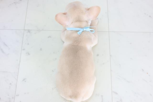香川県のフレンチブルドッグ (Coo&RIKU高松上福岡店/2025年12月6日生まれ/男の子/クリーム)の子犬の4枚目の画像
