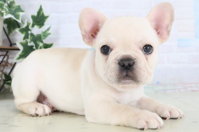 広島県のフレンチブルドッグ (Coo&RIKU広島北店/2025年12月6日生まれ/男の子/クリーム)の子犬の2枚目の画像