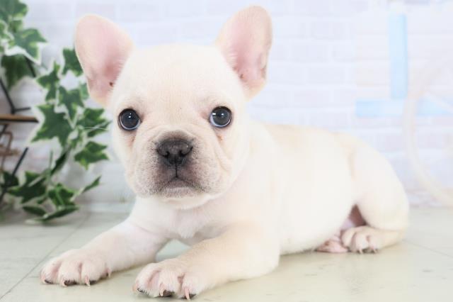 広島県のフレンチブルドッグ (Coo&RIKU広島北店/2025年12月6日生まれ/男の子/クリーム)の子犬の3枚目の画像