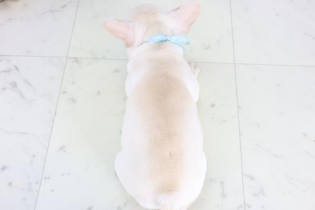 広島県のフレンチブルドッグ (Coo&RIKU広島北店/2025年12月6日生まれ/男の子/クリーム)の子犬の4枚目の画像