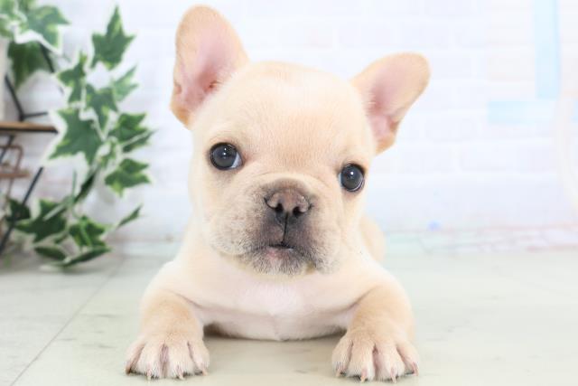 広島県のフレンチブルドッグ (Coo&RIKU福山店/2025年12月6日生まれ/女の子/クリーム)の子犬の1枚目の画像