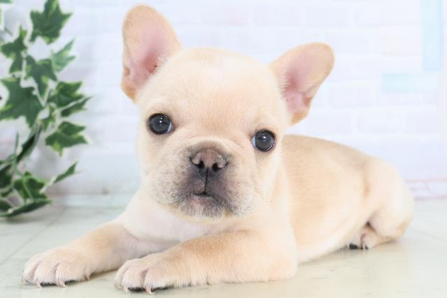 広島県のフレンチブルドッグ (Coo&RIKU福山店/2025年12月6日生まれ/女の子/クリーム)の子犬の3枚目の画像