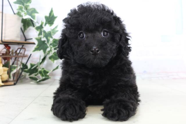 鳥取県のトイプードル(トイ) (Coo&RIKUラ・ムー鳥取東店/2025年12月6日生まれ/女の子/ブラック)の子犬の1枚目の画像