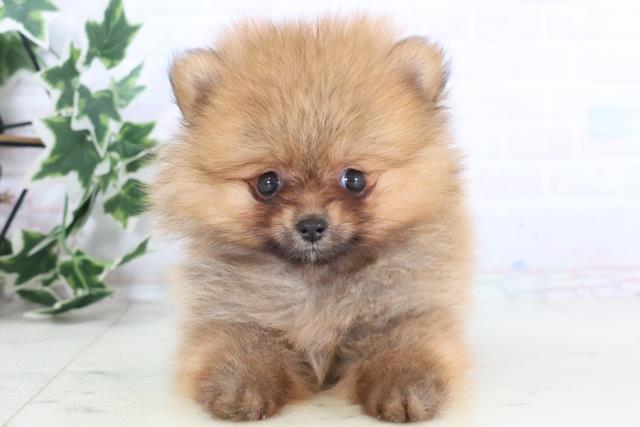 愛媛県のポメラニアン (Coo&RIKUイオンタウン川之江店/2025年12月7日生まれ/女の子/オレンジセーブル)の子犬