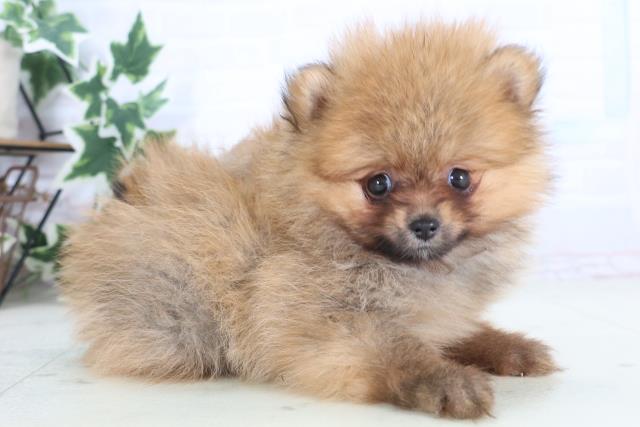 愛媛県のポメラニアン (Coo&RIKUイオンタウン川之江店/2025年12月7日生まれ/女の子/オレンジセーブル)の子犬の2枚目の画像