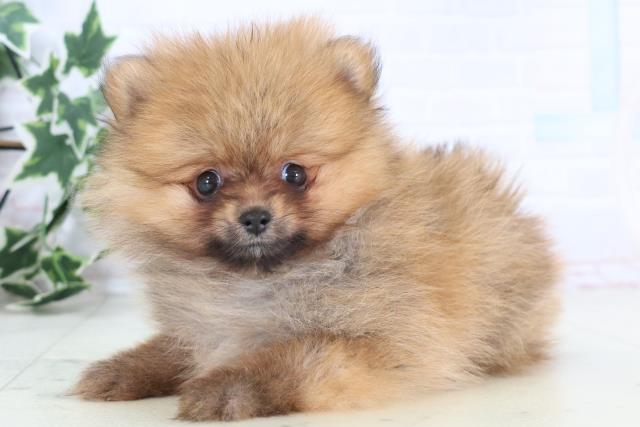 愛媛県のポメラニアン (Coo&RIKUイオンタウン川之江店/2025年12月7日生まれ/女の子/オレンジセーブル)の子犬の3枚目の画像