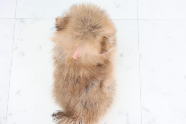 愛媛県のポメラニアン (Coo&RIKUイオンタウン川之江店/2025年12月7日生まれ/女の子/オレンジセーブル)の子犬の4枚目の画像