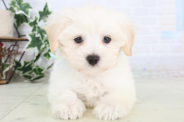 愛媛県のマルプー(マルチーズ×プードル) (Coo&RIKU愛媛松山店/2025年12月7日生まれ/男の子/クリーム)の子犬