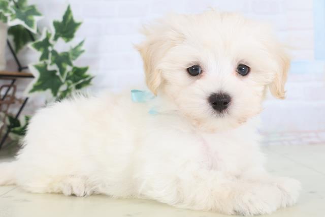 愛媛県のマルプー(マルチーズ×プードル) (Coo&RIKU愛媛松山店/2025年12月7日生まれ/男の子/クリーム)の子犬の2枚目の画像