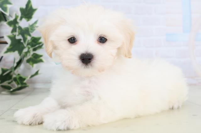 愛媛県のマルプー(マルチーズ×プードル) (Coo&RIKU愛媛松山店/2025年12月7日生まれ/男の子/クリーム)の子犬の3枚目の画像