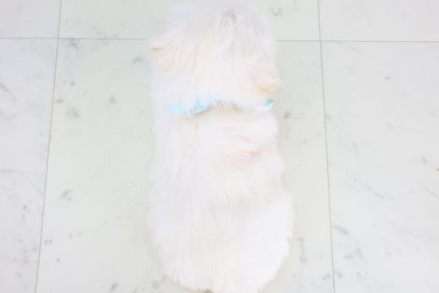 愛媛県のマルプー(マルチーズ×プードル) (Coo&RIKU愛媛松山店/2025年12月7日生まれ/男の子/クリーム)の子犬の4枚目の画像
