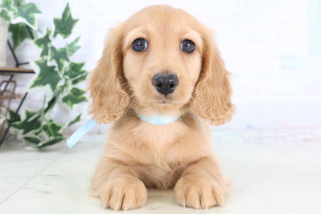 宮崎県のミニチュアダックスフンド(ロング) (Coo&RIKU宮崎店/2025年12月7日生まれ/男の子/レッド)の子犬の1枚目の画像